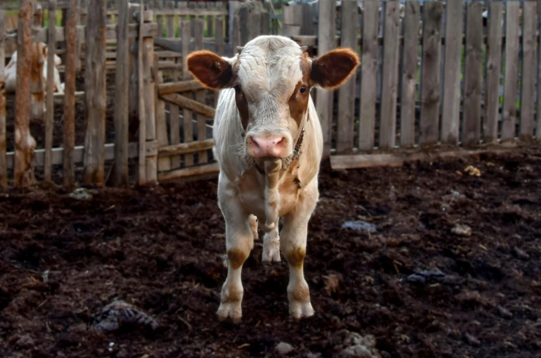 a young cow looks into the camera while standing in its pen