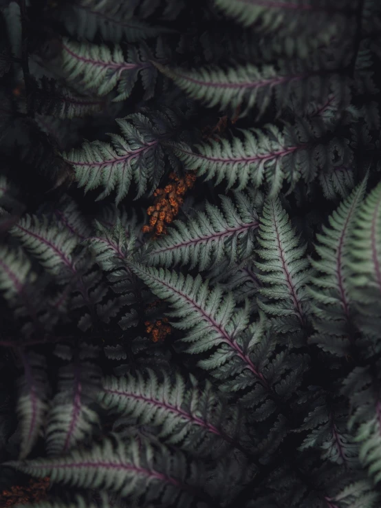 an image of fern leaves with orange bumps