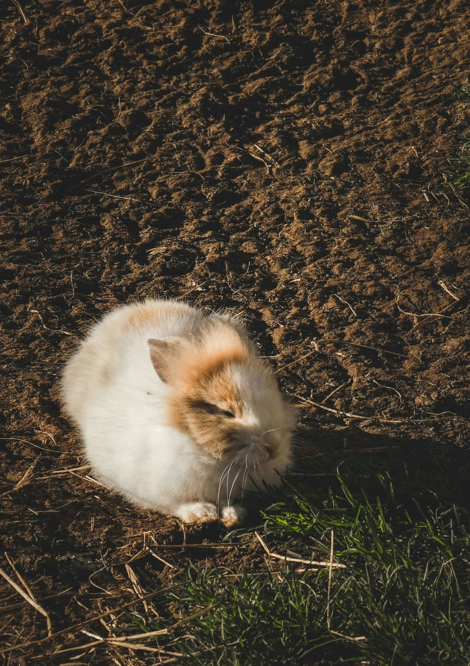 a white cat laying in the dirt next to some grass