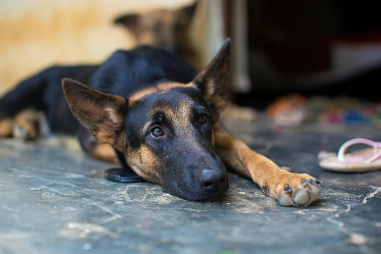 a black, brown and black dog laying on top of a floor