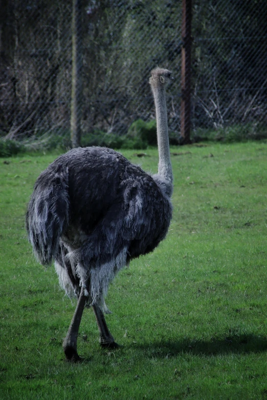 an ostrich walking across a grass field with a fence in the background