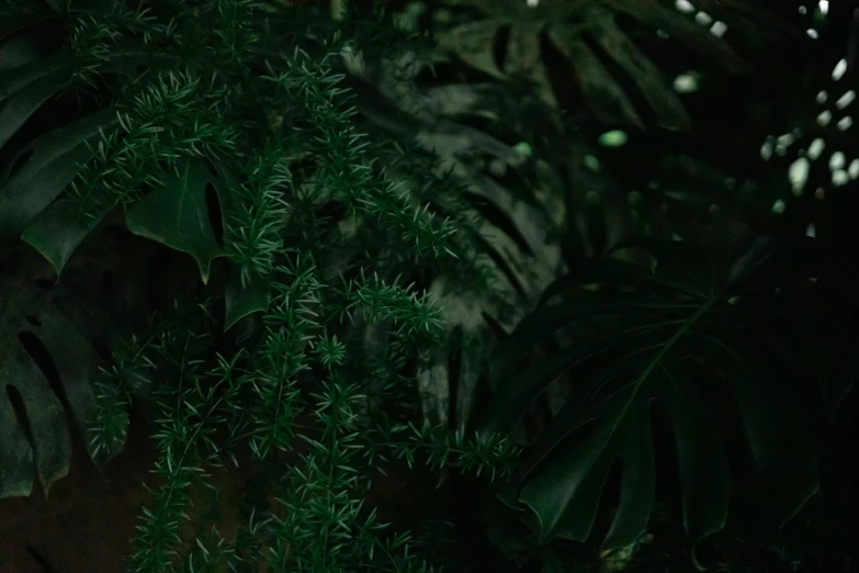 a bird is standing on some leaf covered trees