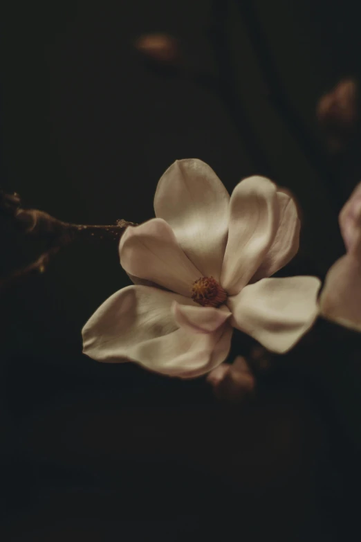 the blossoms on the tree look almost like they have had leaves from it