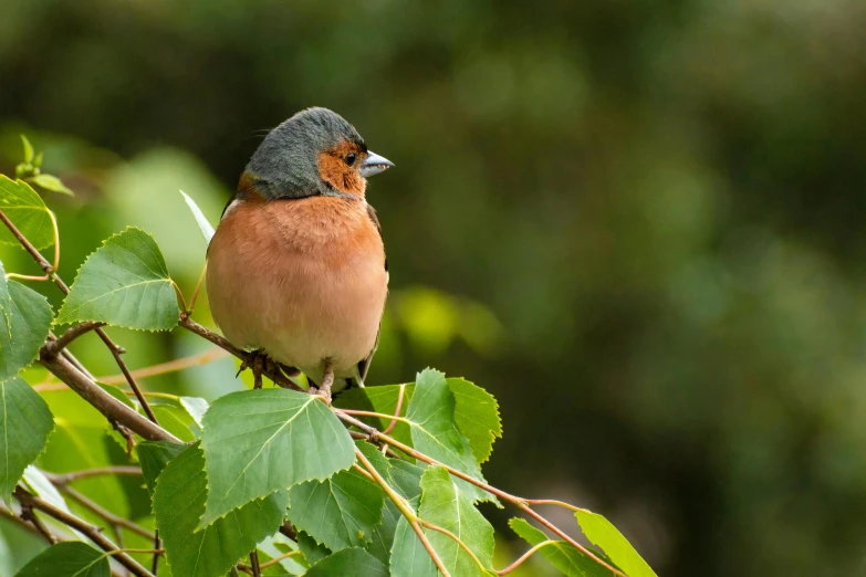 a small bird is sitting on top of a tree