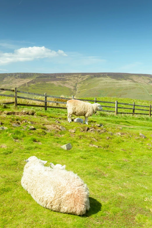 two sheep on a grass covered hill near a fence