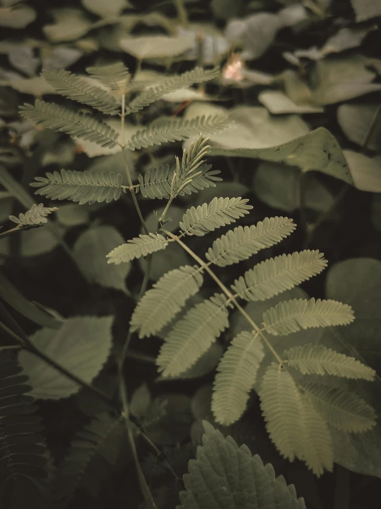 the leaves of a plant in a forest