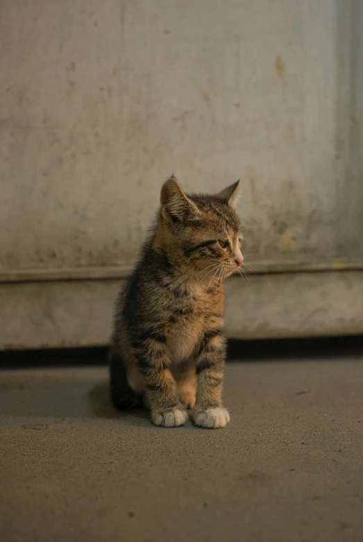 small cat sitting on the floor near a wall