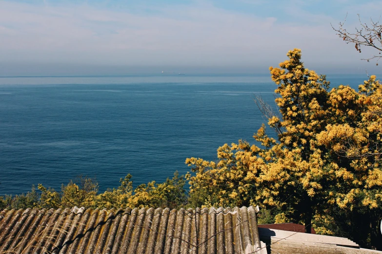 yellow flowers in the foreground and large, open water beyond