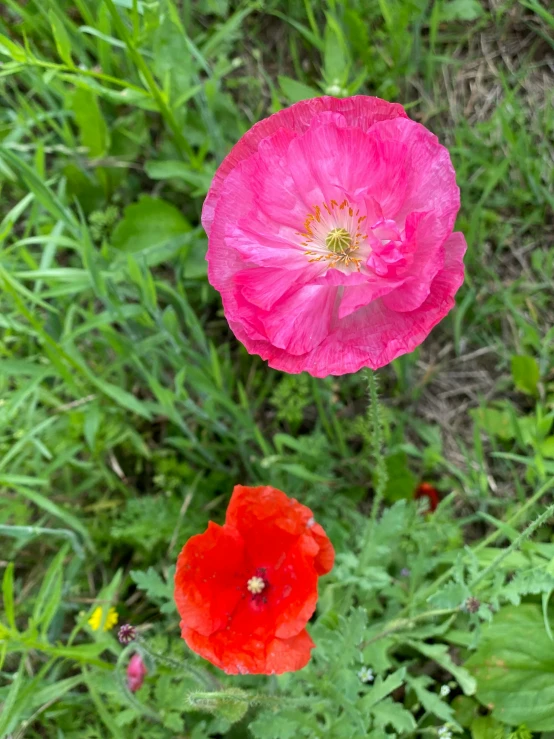 two red and one pink flower sitting in grass