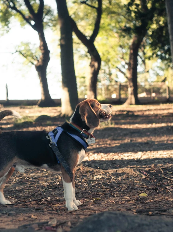 a beagle is wearing his leash at the park
