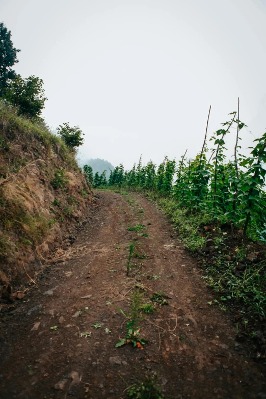 dirt path on side of hill with weeds growing