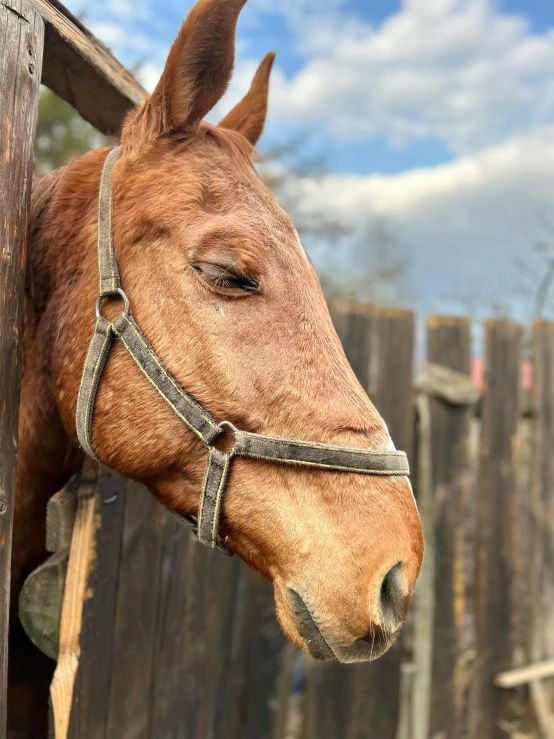 horse with blond mane standing next to wooden fence