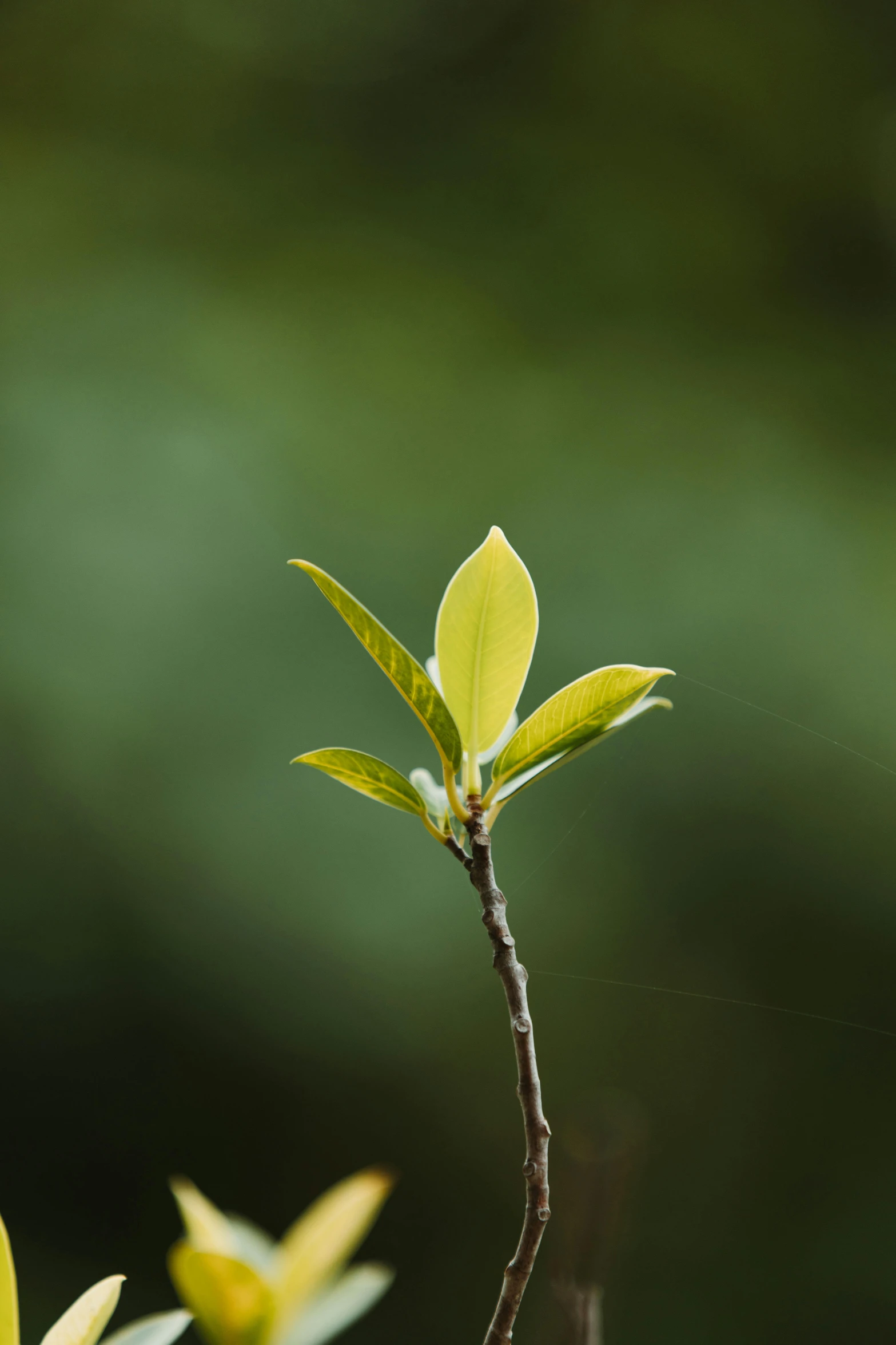 a tree nch with green leaves near a grassy area