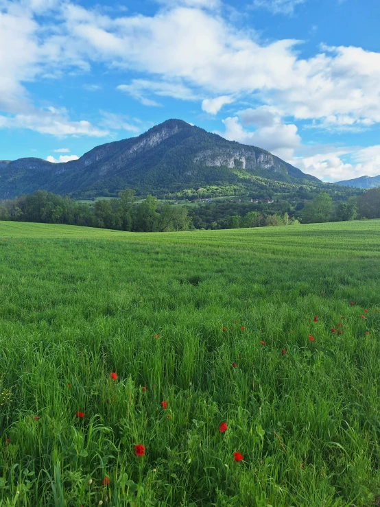 a large open field with green grass and red flowers