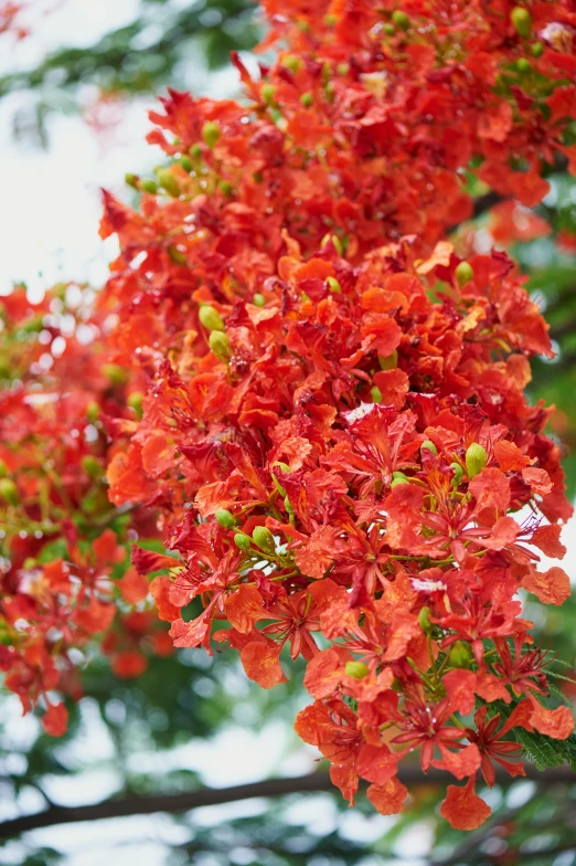 red flowers are growing on the tree's nches