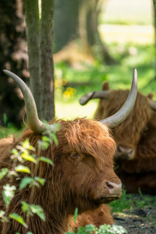 an image of two animals sitting in the forest