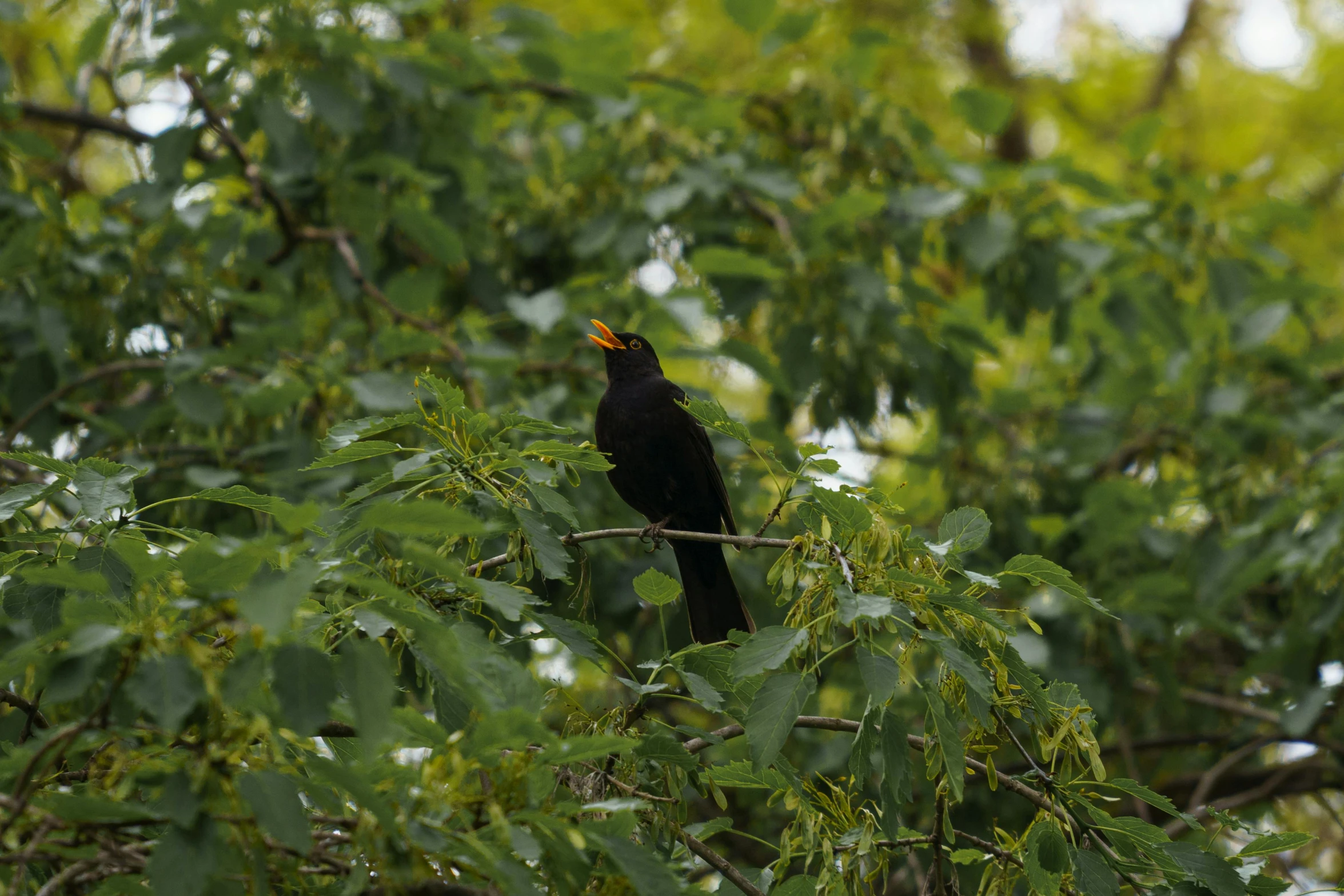 a small black bird is standing on a nch