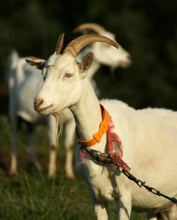 three white goats with big horns walking on grassy field