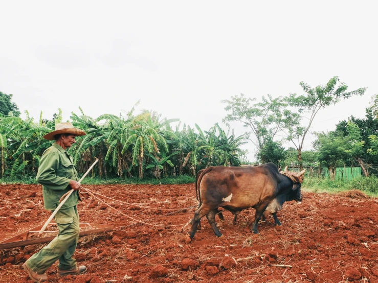 a farmer is plowing his field with a large oxen