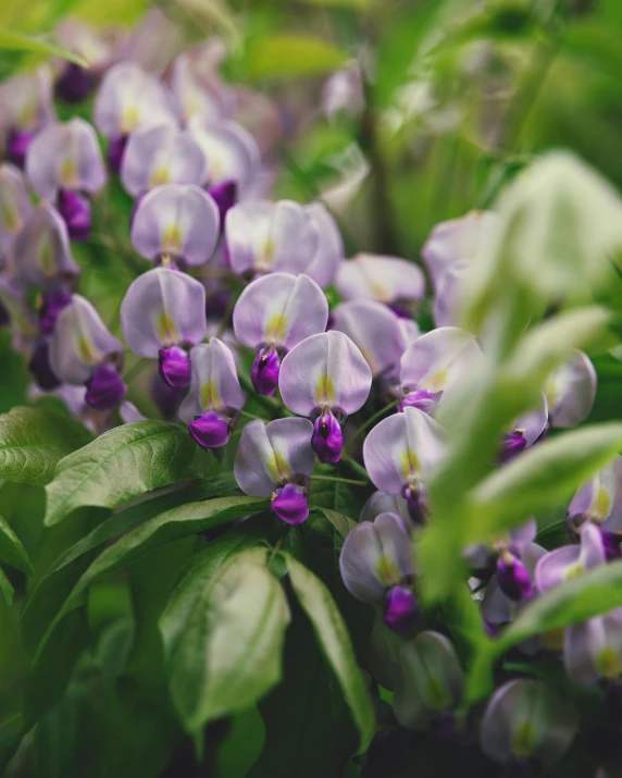 a bunch of purple flowers in a grassy area