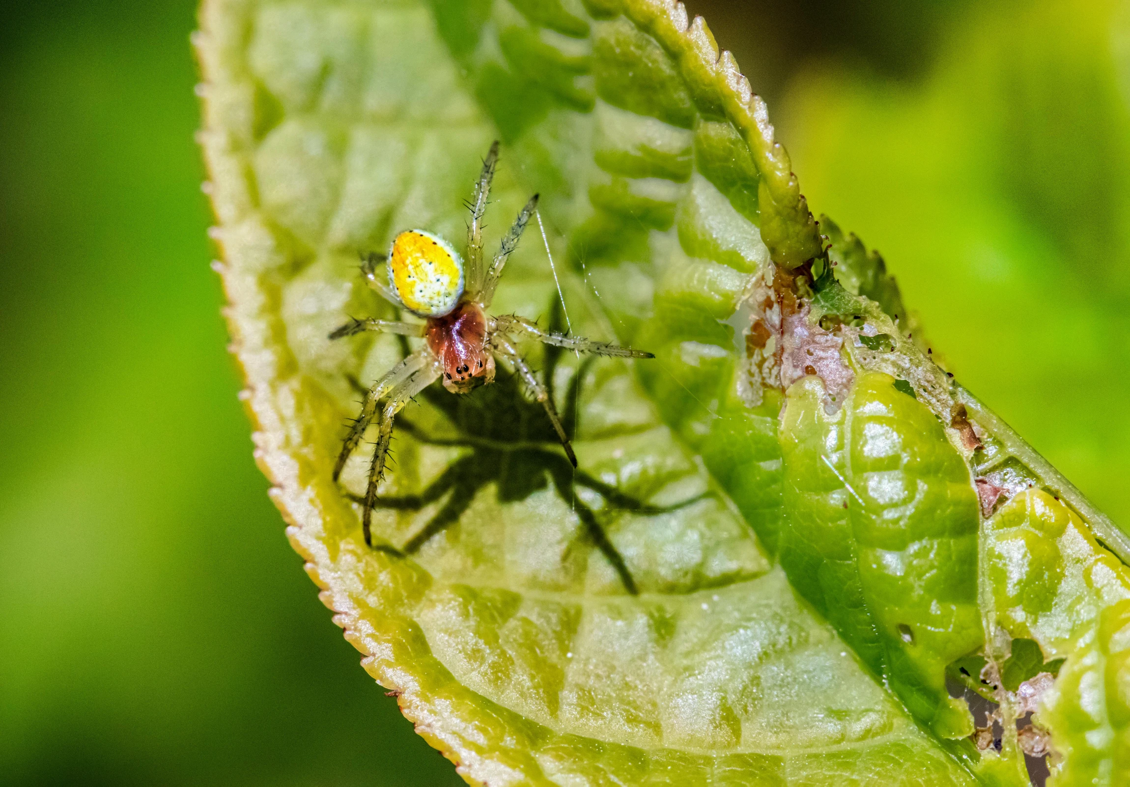 an orbos spider on a leaf with dew droplets