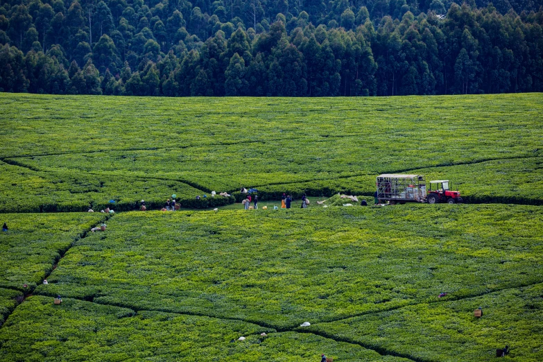 a couple of trucks are sitting in a green field