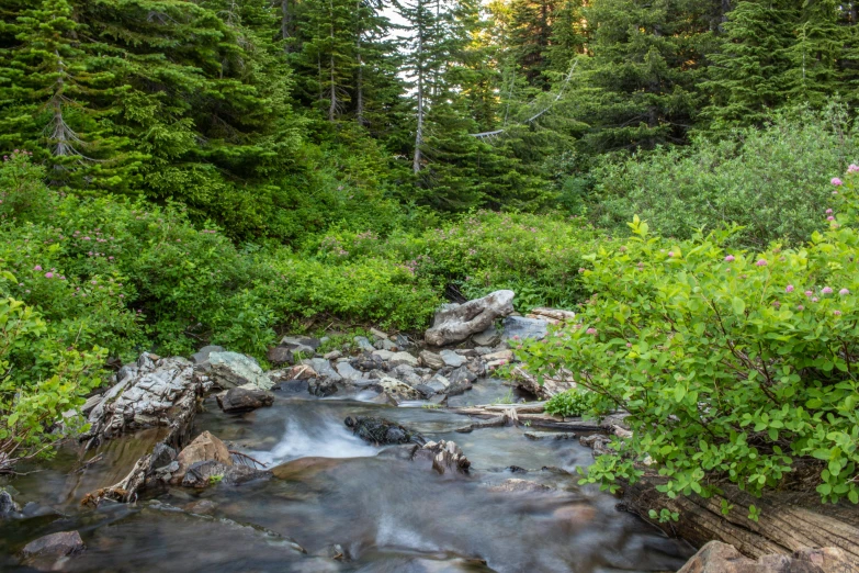 stream in wooded area with wild flowers growing