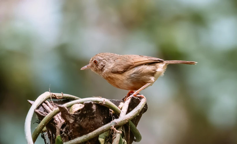 a small bird perched on top of some green plants