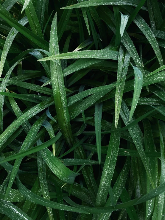 water drops on some very green plants