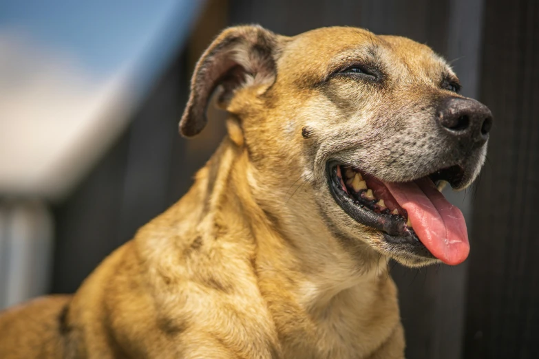 a smiling, tan dog is in the sun