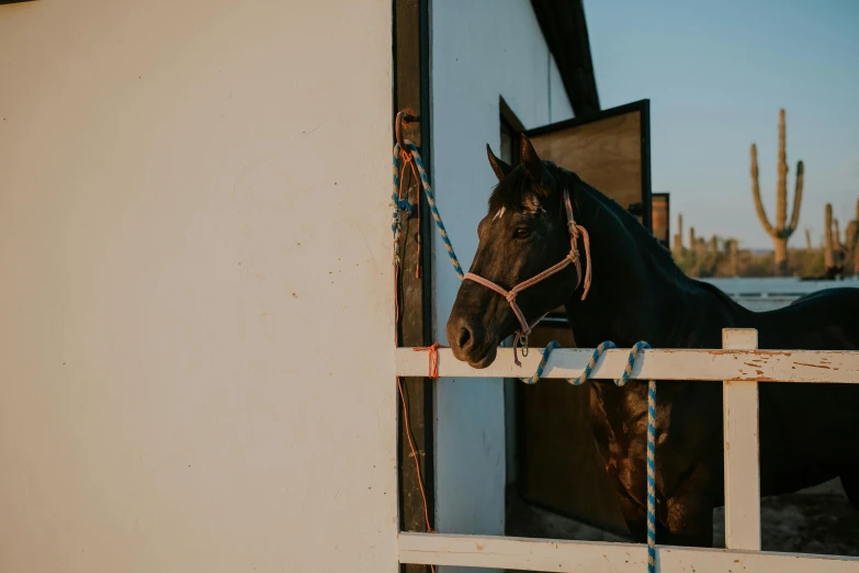 horse looking out of the stable of his stall