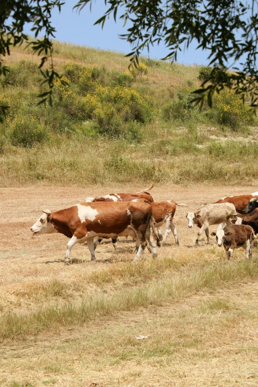 some cows walking along side each other on a field