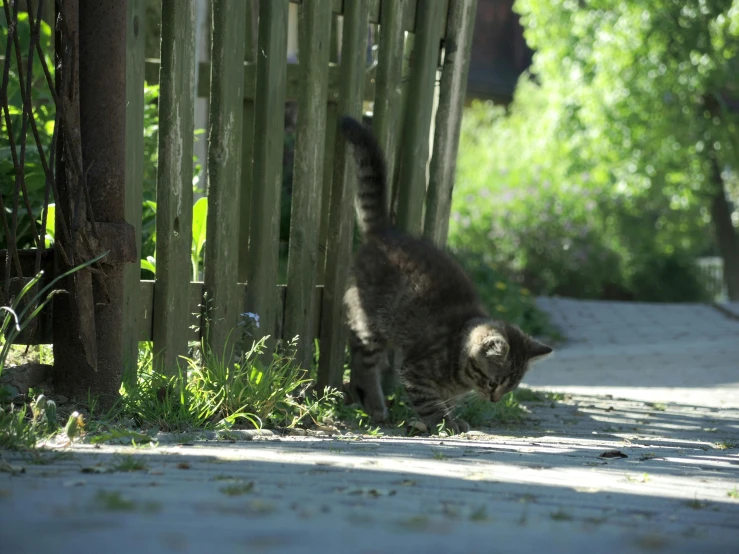 a cat is sniffing the grass on a path