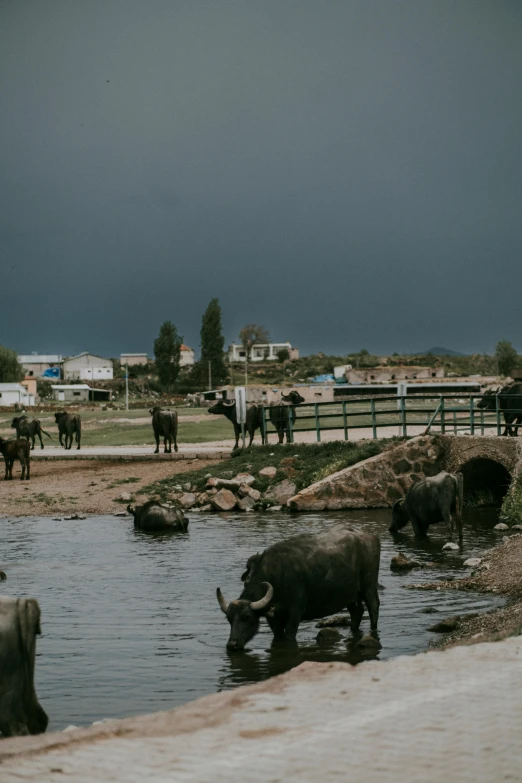 elephants stand and bathe in the water at a zoo