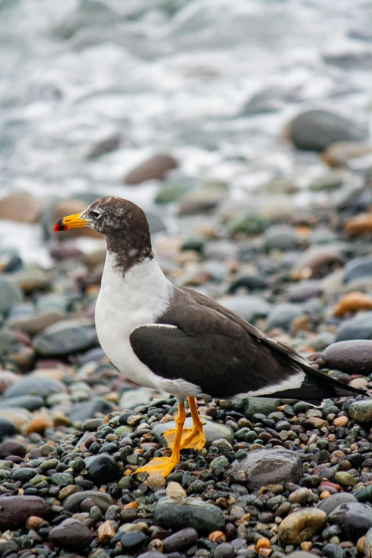 a bird standing on top of a pebble covered ground