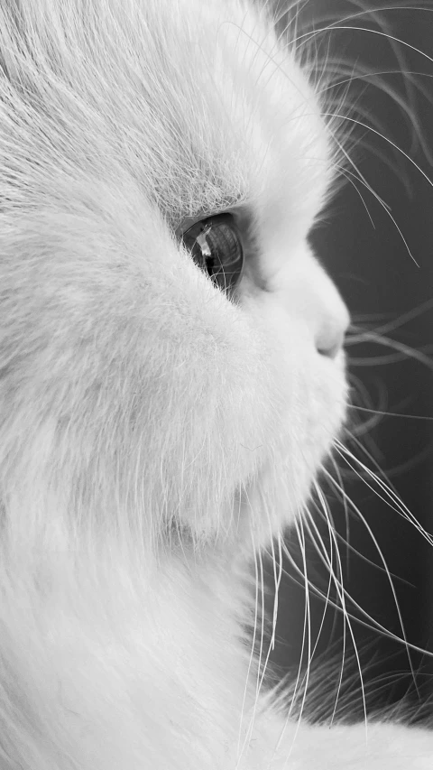 a close up picture of a cat's face