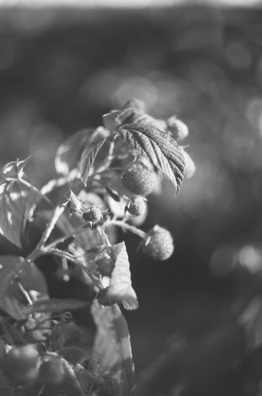 a black and white po of some leaves