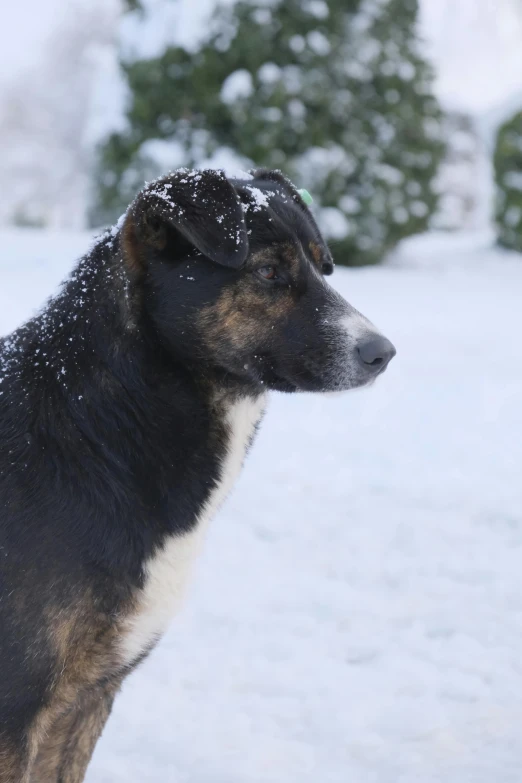 a dog is sitting in the snow staring at soing