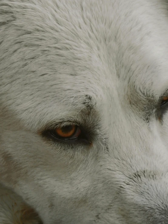 a white wolf with light brown eyes looking off into the distance