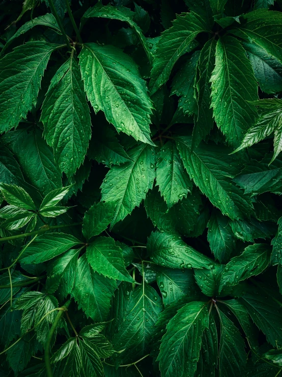 some green leaves with one plant next to it