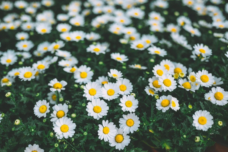 there is a close up image of wild flowers