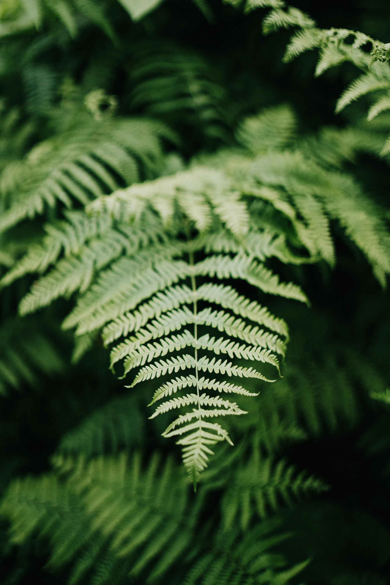 a fern is pictured in this close up view