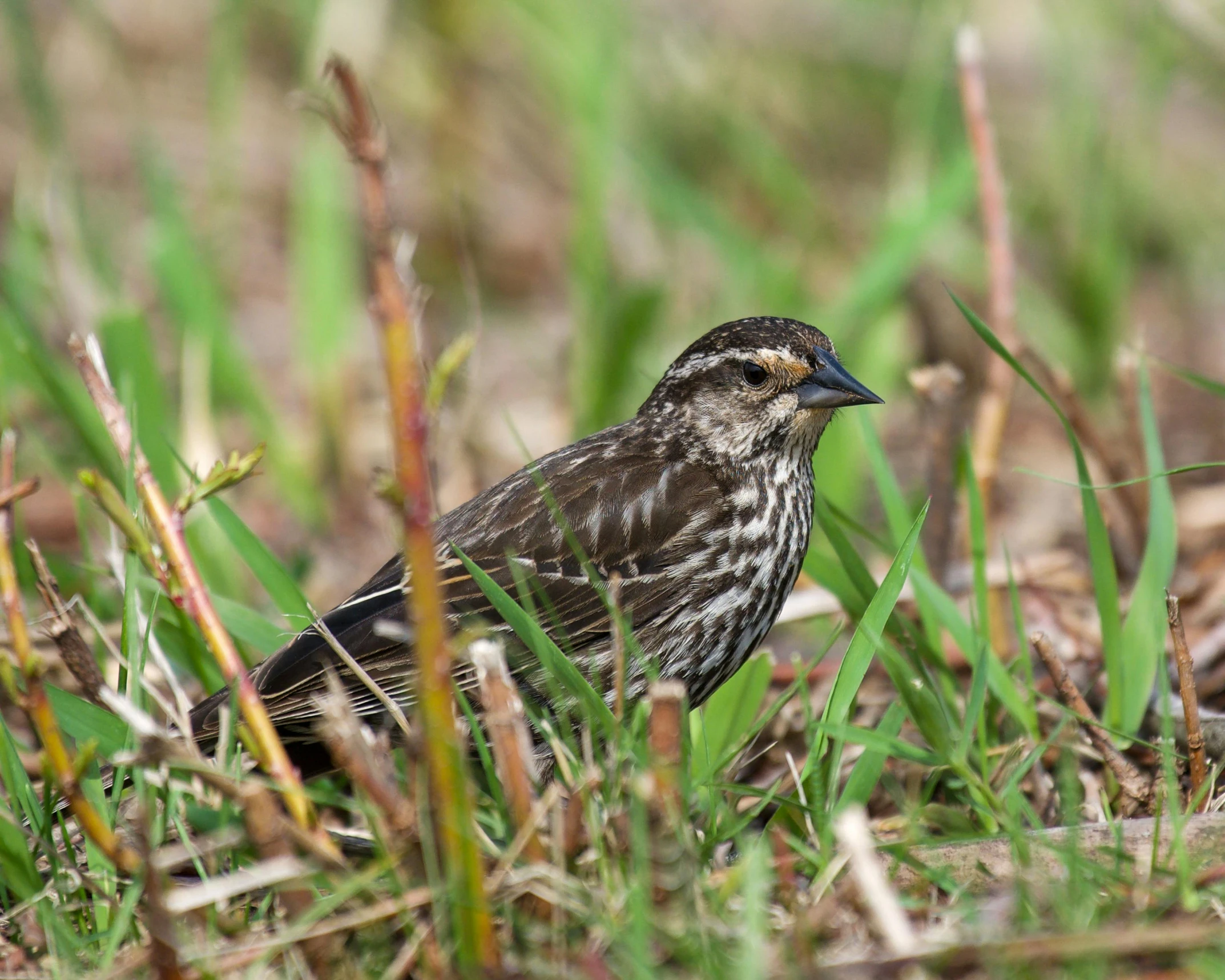 a small bird sits in the grass on the ground