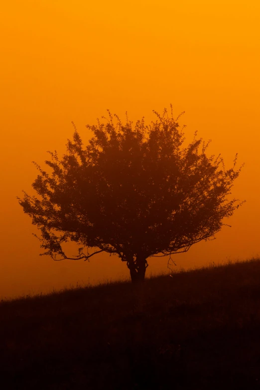 lone tree silhouetted against an orange sky in a field