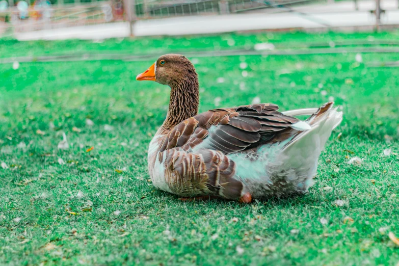 an adult duck sitting on the green grass