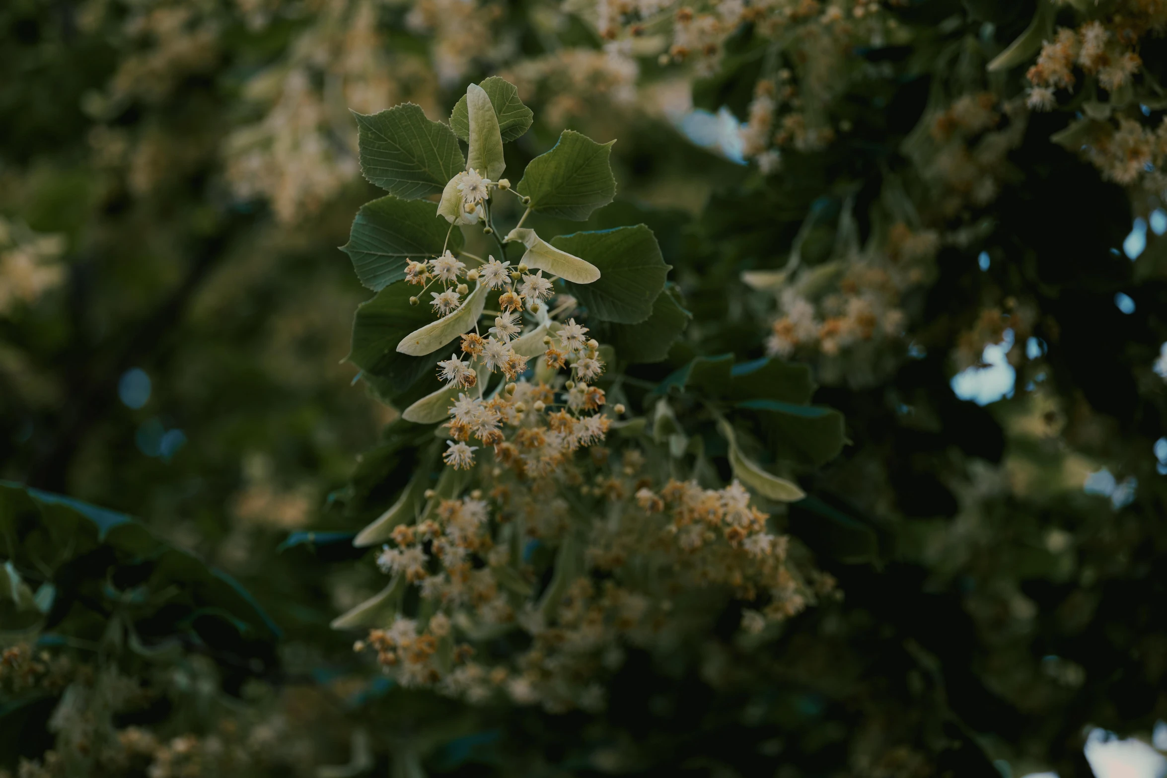 a close up image of the leaves and flowers of a plant