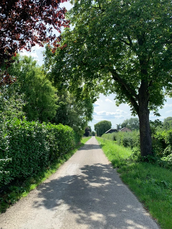 a narrow road is surrounded by tall trees