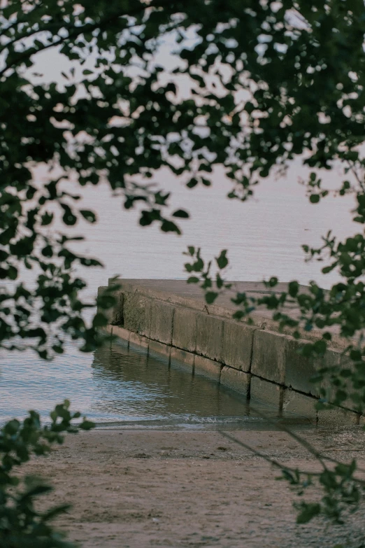 a view through the nches to a fence next to water