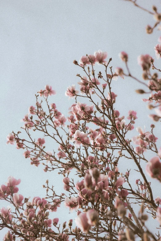 a tree that is next to a bird in the sky