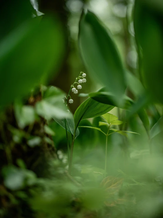 the white flowers are blooming from the green leaves